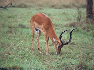 impala 2